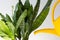 Watering can water soil in pot with sansevieria on the white background