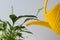 Watering can water soil in pot with spatifilum on the white background