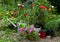 Watering can with working gloves and blooming rose, petunia and ranunculus flowers by flowerbed in the garden