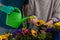 Watering colorful flowers