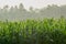 Watering corn field in agricultural garden