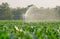 Watering corn field in agricultural garden