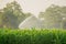 Watering corn field in agricultural garden