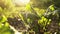 Watering the crop, fresh organic beets on field of farm in sunset light. Summer harvest, close up, macro.