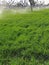 Watering crops with Irrigation system using sprinklers on a strawberry field