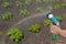 Watering crops with a rainbow