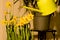 Watering daffodils easter flowers