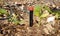 Watering drops spring up plant newborn bean on fresh rocky soil