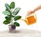 Watering Ficus Realistic Illustration