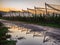 Watering a field with pear trees with wooden supports for ropes supporting the trees during the setting sun.