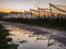 Watering a field with pear trees with wooden supports for ropes supporting the trees during the setting sun.