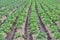 Watering field . Rows of potatoes in field