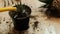 Watering a flower from a garden watering can, garden tools lie on a wooden table, a shovel, a yellow watering can, a sprinkler, a