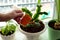 Watering flowers and gardening profession concept - close up of woman or gardener hands watering flowers with watering can in pot