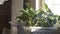 Watering flowers in the pots on the kitchen window shelf-modern small apartment spaces