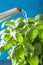 Watering fresh basil leaves herb