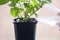 Watering fresh mint growing in the pot