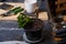 Watering of fresh replanted flower seedling. Gardener hands taking care of kalanchoe home potted flower.