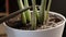 Watering of fresh transplanted houseplants in ceramic pots closeup. Caring for home plants