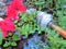 Watering the Garden with the Old Water Bubbler