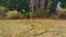 Watering the grass lawn with an automatic garden sprayer, close up of a water sprinkler, spraying water in the backyard