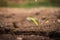 Watering the ground barren.