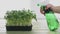 Watering home grown arugula microgreens sprouts plant mist sprayer, growing micro green at home