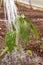 watering hose plants, closeup, garden, harvest