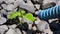 A watering a lone plant growing between stones with strong stream of water