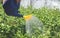 Watering long bean plants with a plastic watering can. Growing vegetables on a personal plot