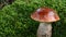 Watering orange-cap boletus grow on green moss macro