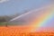 Watering orange tulip field creates rainbow