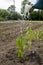 Watering A Organic Pepper Plant