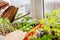 Watering pepper seedlings in box with watering can at home on window sill. Spring work. Agriculture and farming.