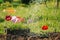 Watering Petunia flowers in the ground, caring hands. space for text.