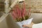 Watering pink pot plants in the kitchen sink pouring