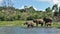 At a watering place. A family of elephants drinks water