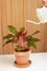 Watering the plant - Alocasia Pictus plant in brown ceramic pot.