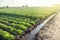 Watering plantation landscape of green carrot and potato bushes. Agroindustry and agribusiness. Root tubers. Agronomy. European