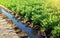 Watering plantation landscape of potato bushes. Growing food on the farm. Growing care and harvesting. Agroindustry and