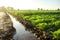Watering the plantation of young potatoes and carrots through irrigation canals. Agronomy. Rural countryside. European farm,