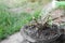 Watering the plants Adenium Flowers in pot.