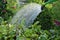 Watering plants in the garden