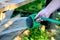 watering plants in the heat from a hose with a nozzle like a watering can