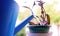 Watering plants with watering can in vegetable garden. close up view. Minimal and sparse. Woman taking care of her plants during