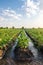 Watering the potato plantation. Water flows through an irrigation canals. Providing the field with life-giving moisture. Surface