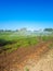 Watering potatoes in garden. Sprinklers water the potatoes