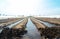 Watering rows of carrot plantations in an open way. Heavy copious irrigation after sowing seeds. Moisturize soil and stimulate