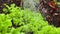 Watering of salad and beetroot seedlings in the garden bed. Earth environment and farming concept.