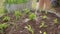 Watering of salad greens growing in organic vegetable garden